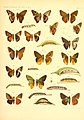 Hasora badra (Moore, [1858]), Hasora lizetta (Plötz, [1883]), Hasora mixta (Mabille, 1876), Hasora chromus (Cramer, [1780]) and Hasora myra (Hewitson, 1867) in Piepers and Snellen The Rhopalocera of Java