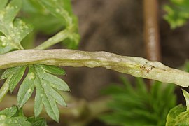 Cloques sur une tige d'Anthriscus sylvestris