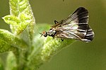 Rhamphomyia marginata