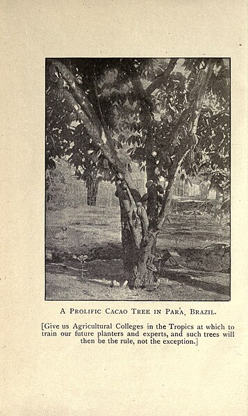 File:The fermentation of cacao, with which is compared the results of experimental investigations into the fermentation, oxidation, and drying of coffee, tea, tobacco, indigo, &c., for shipment BHL19909051.jpg