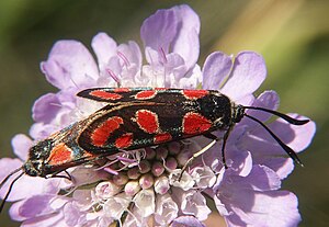 Zygaena carniolica, specio de zigenedoj