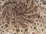 Interior stucco decoration of a domed chamber in the Ismail Bey Hamam