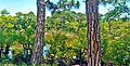 Detail of Garden Trees and Shrubbery