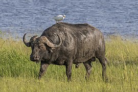 Buffle d'Afrique avec une aigrette sur son dos dans une savane herbeuse.