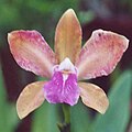 Cattleya bicolor