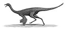 Gallimimus bullatus