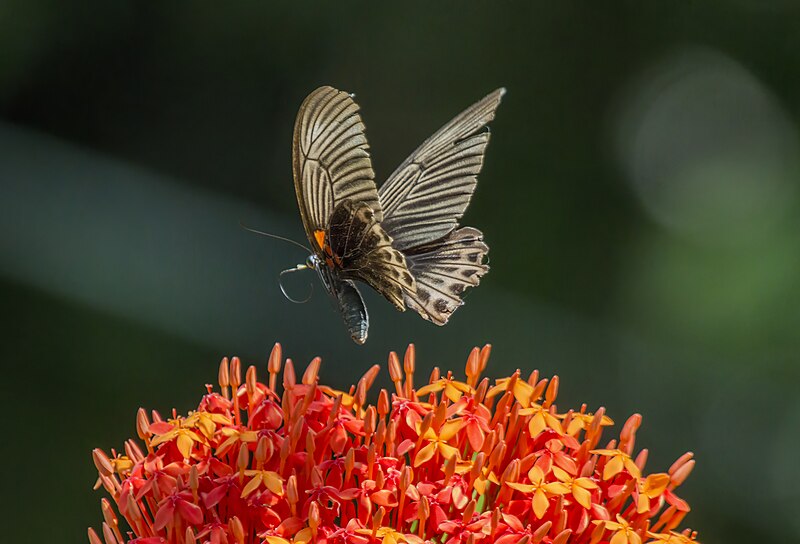 File:Great mormon (Papilio memnon memnon) female on Ixora chinensis Danum Valley.jpg