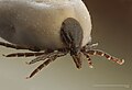 Image 17 Ixodes ricinus Photo: Richard Bartz A macro shot of the chelicerae of an engorged Ixodes ricinus species of tick, which is a vector for Lyme disease and tick-borne encephalitis in humans and louping ill in sheep. More selected pictures