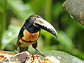 "Pteroglossus_torquatus_(Collared_aracari).jpg" by User:Lycaon