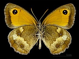 Male underside