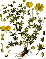 Potentilla erecta (L.) Raeusch.