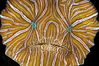 Psychedelic frogfish - face.
