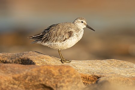 Red knot