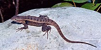 Rose-bellied Lizard (Sceloporus variabilis), photographed in situ, municipality of Ocampo, Tamaulipas, Mexico (14 October 2005).