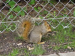 A common gray squirrel.