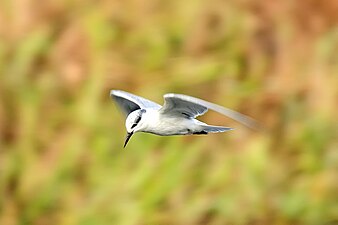 C. h. hybrida, non-breeding plumage