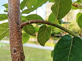 Bark of Ehretia acuminata