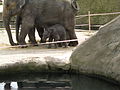 Indian Elephant baby Marlar born in Cologne Zoo