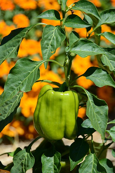 File:Bell Peppers From The Garden (120856553).jpeg