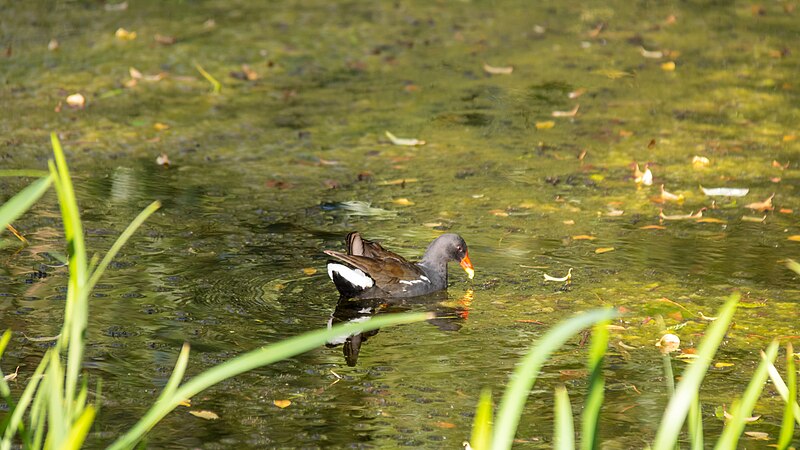 File:Common moorhen - Botaniska trädgården, Lund (29110392242).jpg