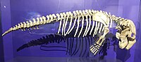 Dugong skeleton