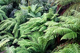 Óriás páfrányfa (Dicksonia antarctica)