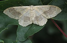 Idaea aversata