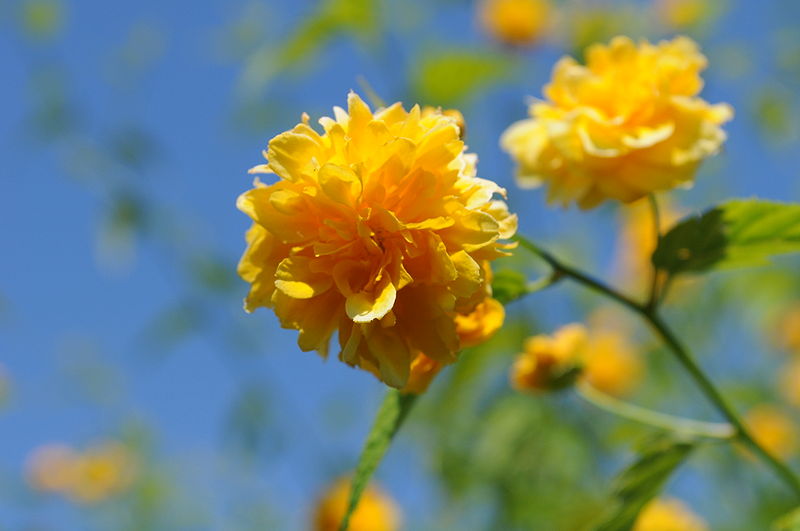 File:Kerria japonica flower closeup at Hulda Klager Lilac Gardens.jpg