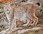 Lynx boréal