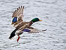 Seite 4: File:Landing_mallard.jpg (http://flickr.com/photos/24961289@N06/3345951672) Autor: Flickr-User Keith (http://www.flickr.com/people/24961289@N06) Lizenz: CC BY 2.0