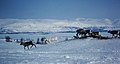 Rentiere am Torneträsk oberhalb Abisko im März 1992