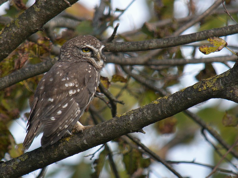 File:Athene noctua, Ambula, Montenegro 1.jpg