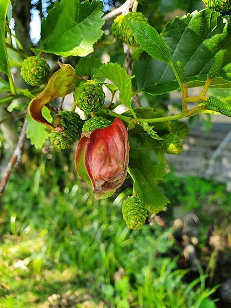 File:Alder tongue gall (Taphrina alni).jpg