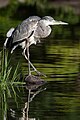 "Ardea_cinerea_2013-09-16.jpg" by User:Laitche