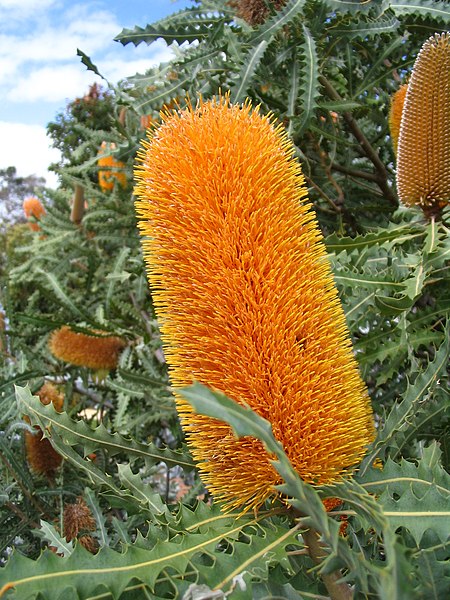 File:Ashby's Banksia inflorescence in Kings Park.jpg