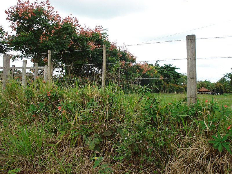 File:Buritana - Flôres na paisagem (clique na foto) - panoramio.jpg