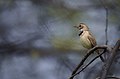 Bluethroat at Sultanpur National Park