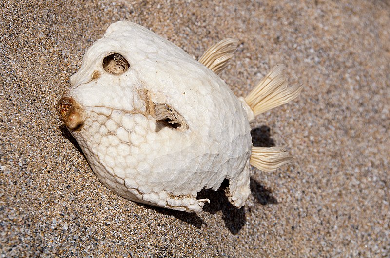 File:Carapace of dead Humpback boxfish (Anoplocapros lenticularis) - Flinders Chase National Park - Kangaroo Island, South Australia - 3 Nov. 2012 - (1).jpg