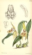 Coelogyne schilleriana