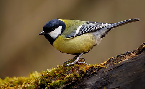 La pițigoiul mare (Parus major) vârfurile albe ale supraalarelor mari formează o dungă alară transversală albă lată pe aripă închisă.