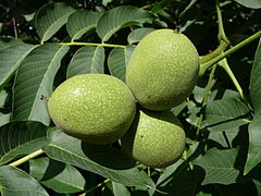 Juglans regia 2009 G2