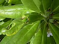 Leaves damaged by the larvae of the Udea litorea moth