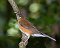 Turdus albicollis (cat.)