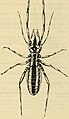 Uspallata pulchra