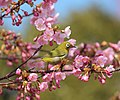 サクラの蜜を採食中のメジロ