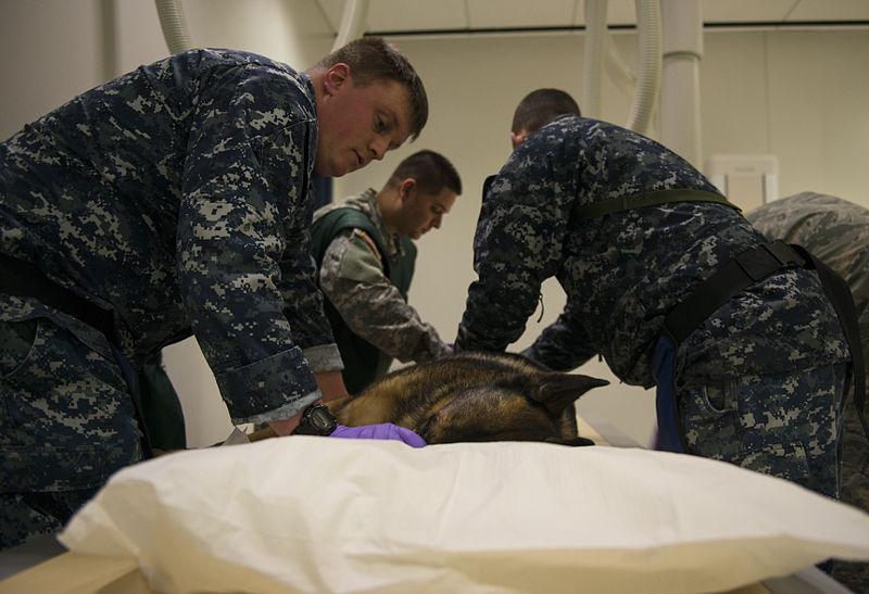 File:87th MDG treats MWD 150209-F-UT482-062.jpg