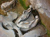 Mammoth jaw with other bones on the ground