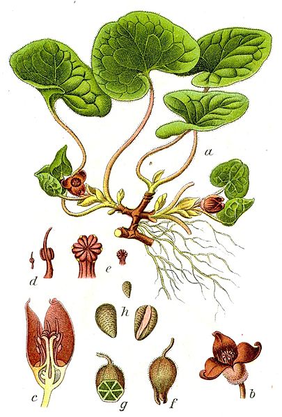 File:Asarum europaeum Sturm04046.jpg