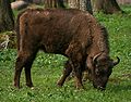 Białowieża, Poland