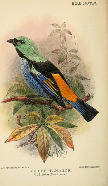 File:Bird notes (1902) (14752142751).jpg